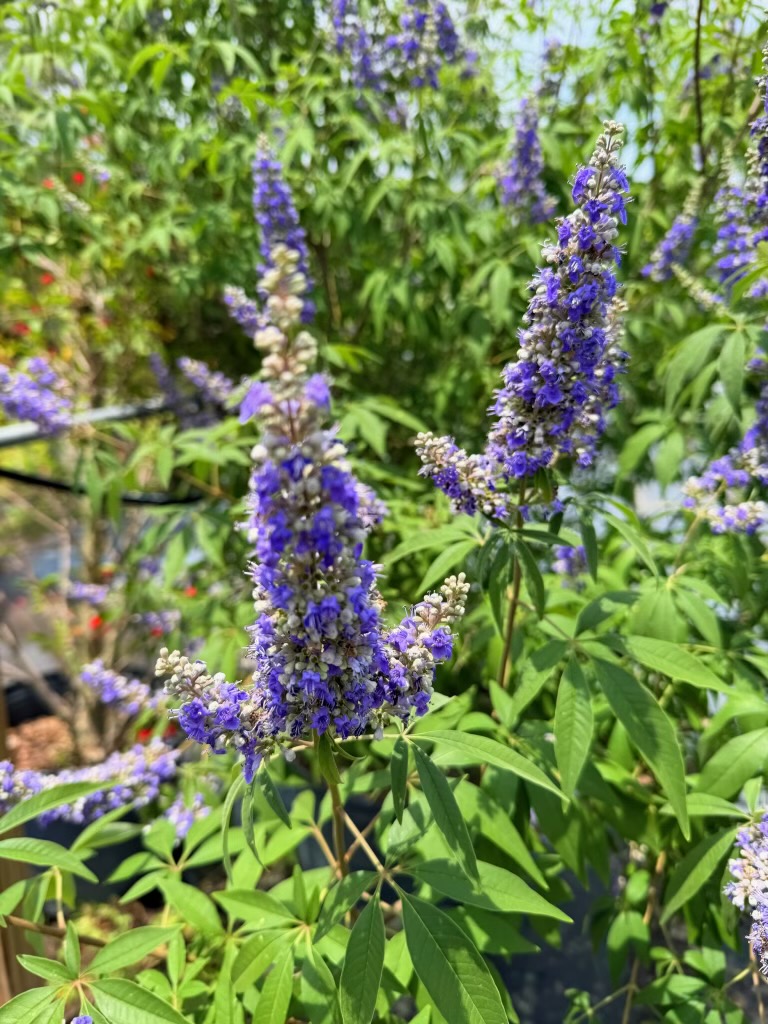Flowering plants on the Fierro Winery grounds